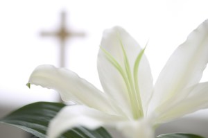 White Lily and Cross