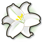 White Lily